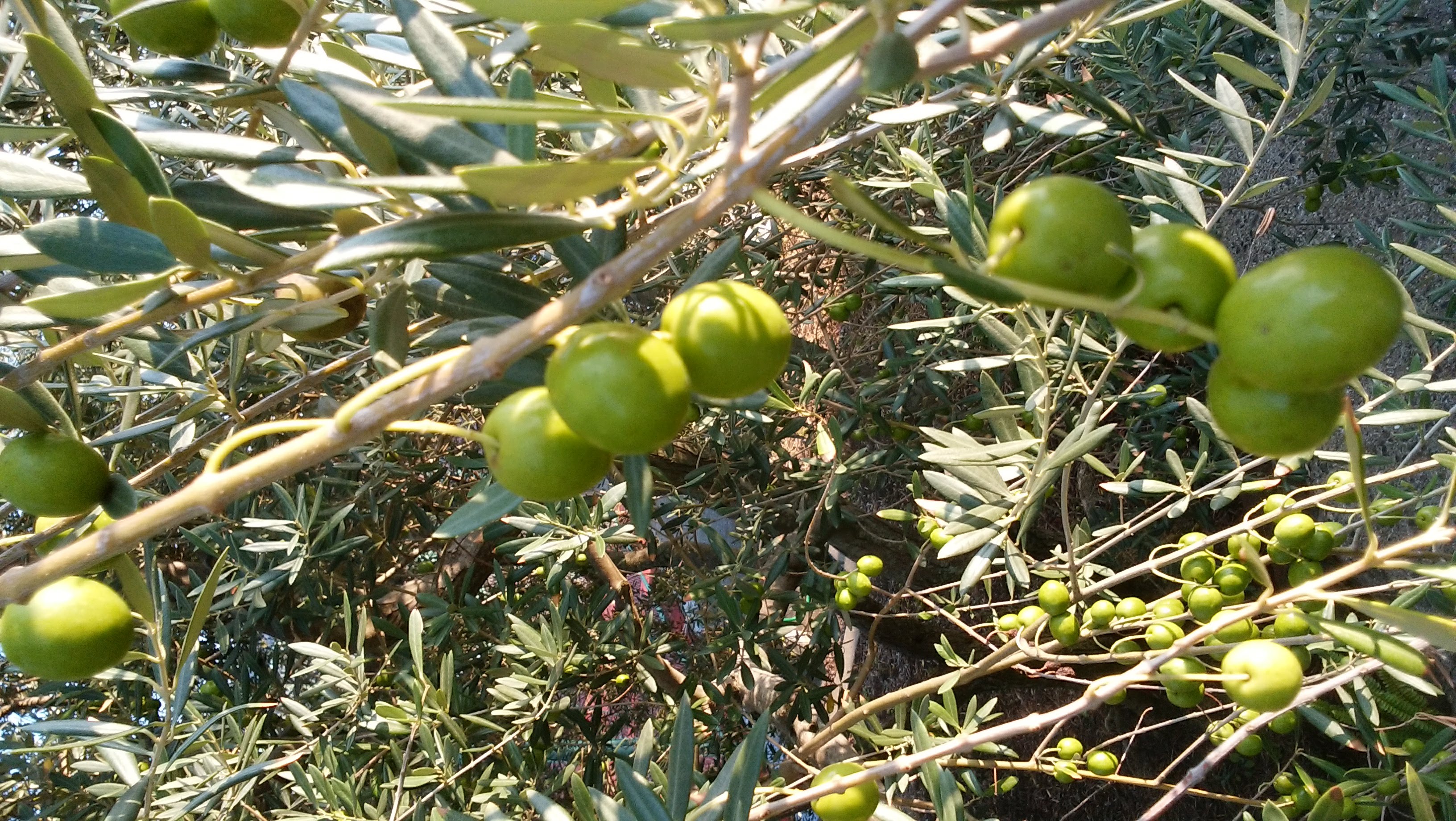 瀬戸内 島暮らし⑭ オリーブとともに巡る一年 | 茶堂