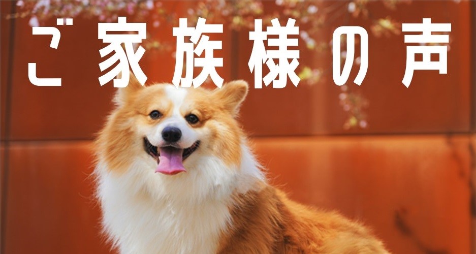 お喜びの声、第246号！（僧帽弁閉鎖不全症の手術を受けたうーちゃんの