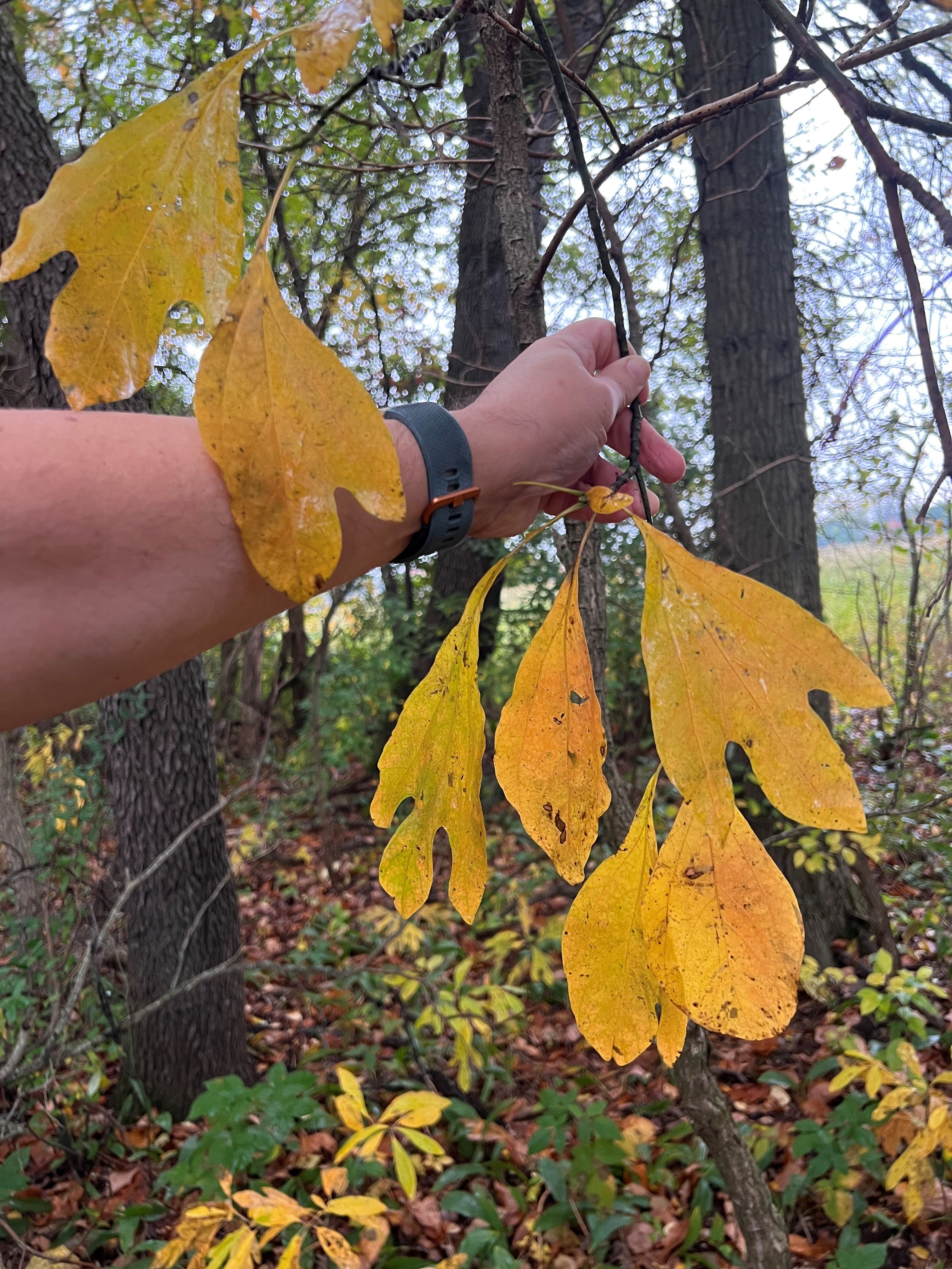 Sassafras leaves are more than unique shapes and fall colors
