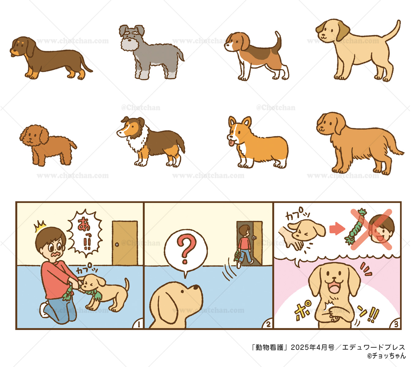 動物看護専門月刊誌 動物看護」2025年4月号／エデュワードプレス