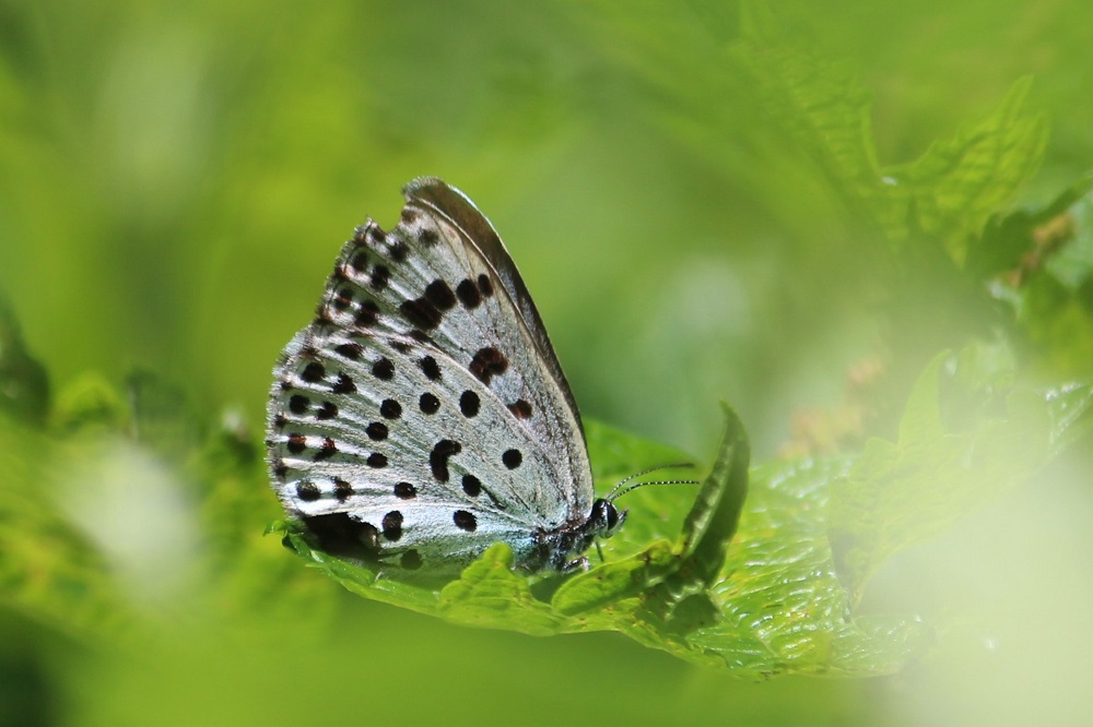 オオゴマシジミ～珍しい？生態写真や生息地、食草、越冬、亜種などを