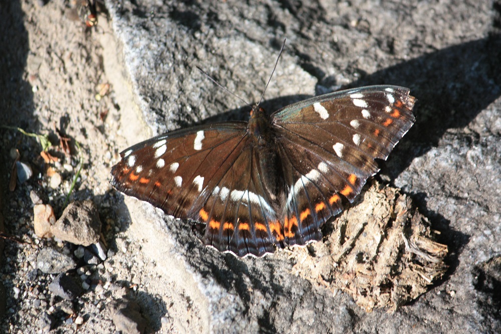 高山蝶の種類を解説】氷河期の生き残りの蝶を紹介！～オオイチモンジや