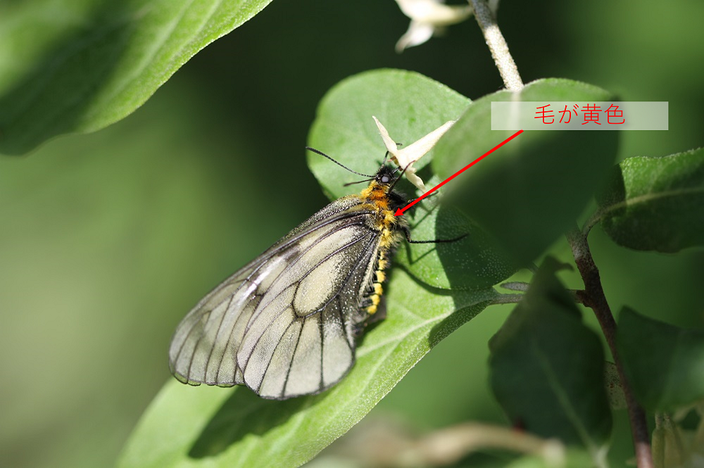ウスバシロチョウ（ウスバアゲハ）～珍しい？生態写真や見分け方、生息