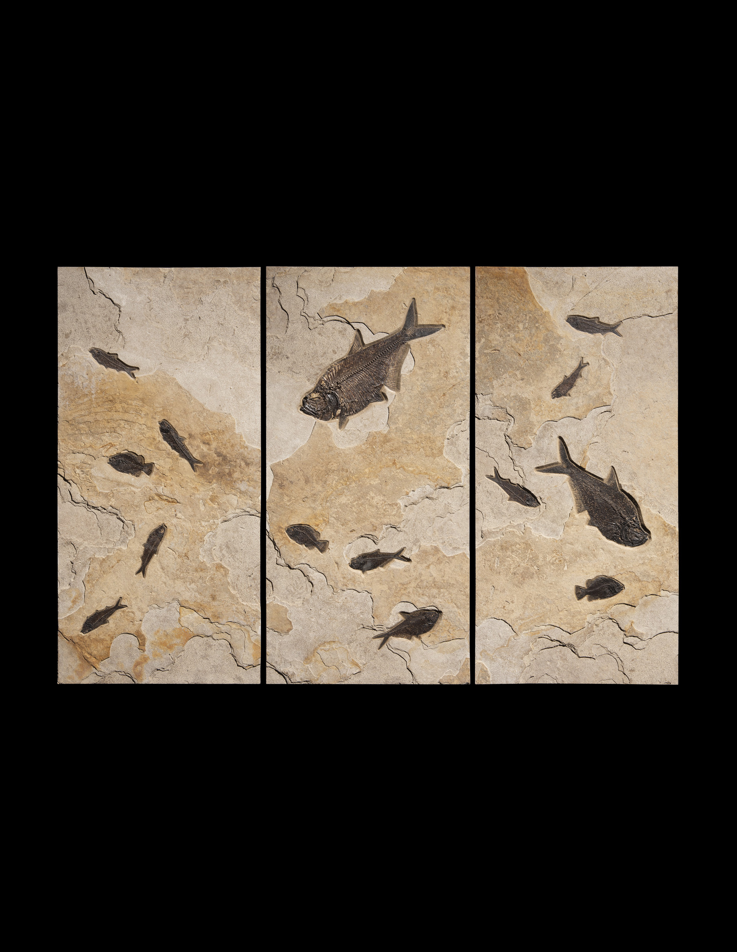 A LARGE FOSSIL FISH TRIPTYCH, GREEN RIVER FORMATION, WYOMING USA