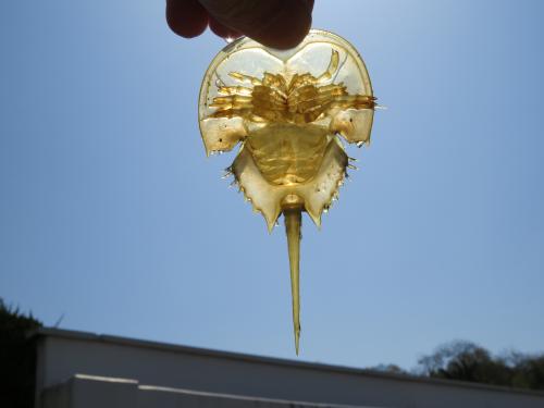 本日の脱皮殻 ～脱皮のリスクとメリット～ - 笠岡市ホームページ