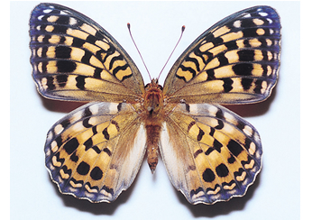 オオウラギンヒョウモン｜昆虫類｜レッドデータブック検索｜レッド