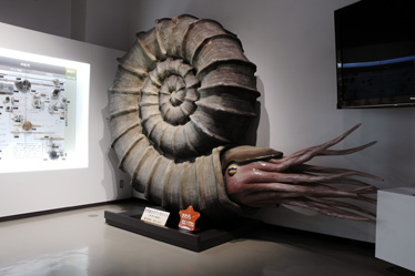 展示室1【白亜紀の世界と化石】 | 三笠市立博物館