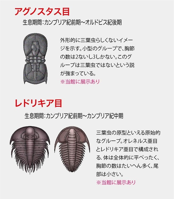 館長コラム 「こんな化石も展示しています」第4回 ー三葉虫その4