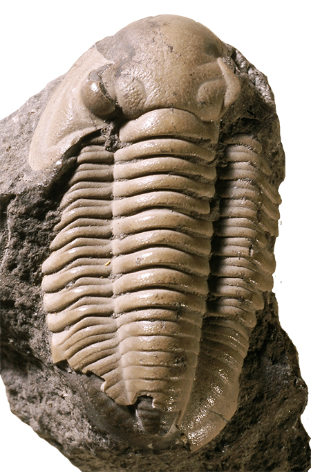 館長コラム 「こんな化石も展示しています」第4回 ー三葉虫その4