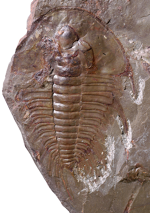 館長コラム 「こんな化石も展示しています」第4回 ー三葉虫その4