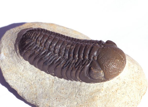 館長コラム 「こんな化石も展示しています」第1回 －三葉虫その1