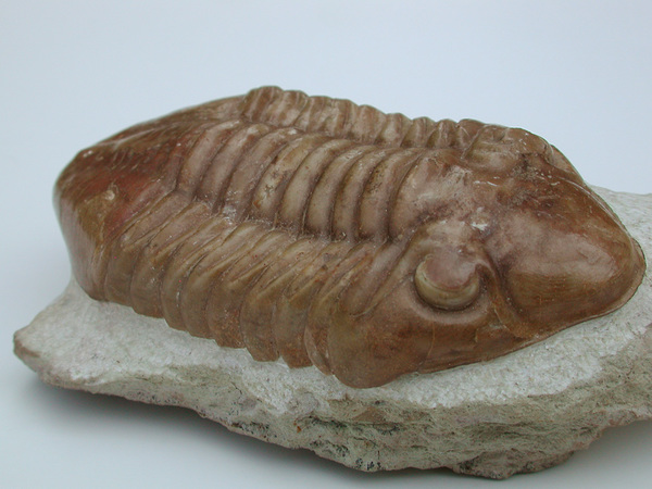 館長コラム 「こんな化石も展示しています」第1回 －三葉虫その1