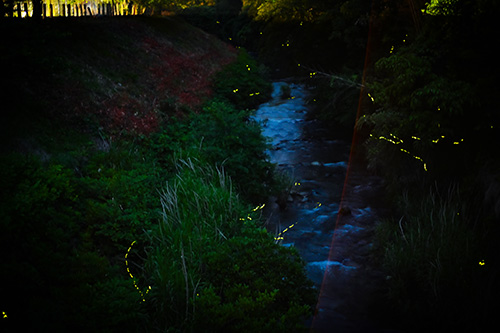 蛍のふる里まつり（渋木） - 長門の話題 - 長門市ホームページ