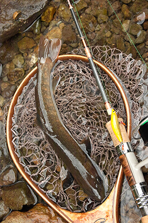 Casket カスケット｜トラウト、バス、ソルトルアー専門店｜通販可能｜