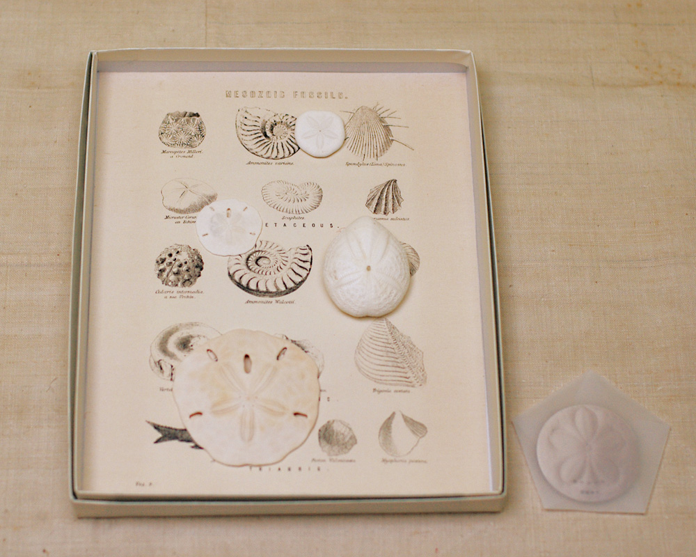 倉敷意匠 ウニの標本函