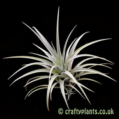 Tillandsia mima var. chiletensis | Craftyplants.co.uk