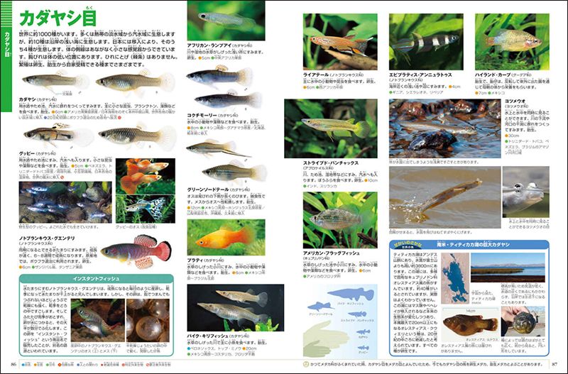 小学館の図鑑NEO〔新版〕魚 DVDつき／井田齊、松浦啓一 松沢陽士