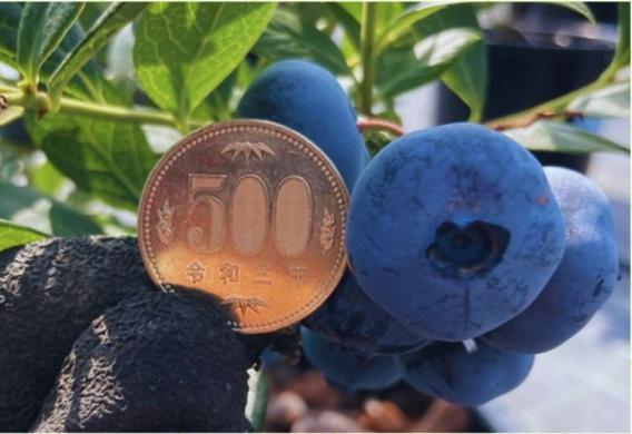 チェリーベル観光農園ふくつ | 観光スポット | 【公式】福岡県の観光