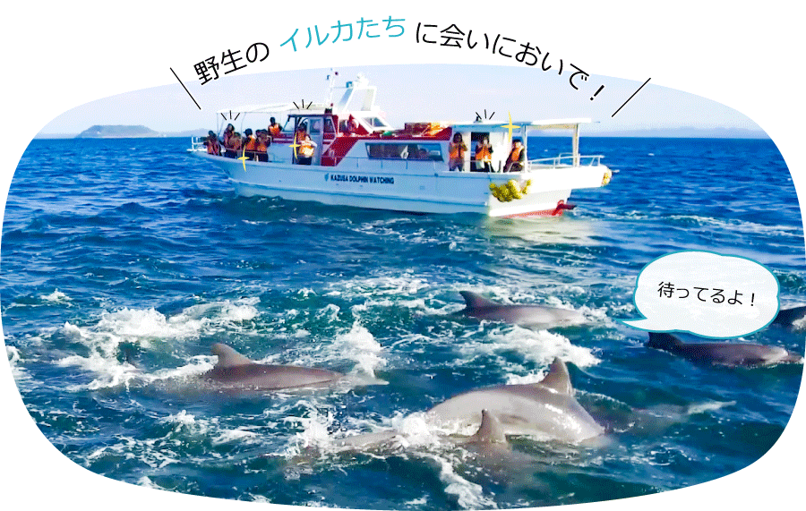 イルカウォッチングのご案内 / 天草市イルカセンター