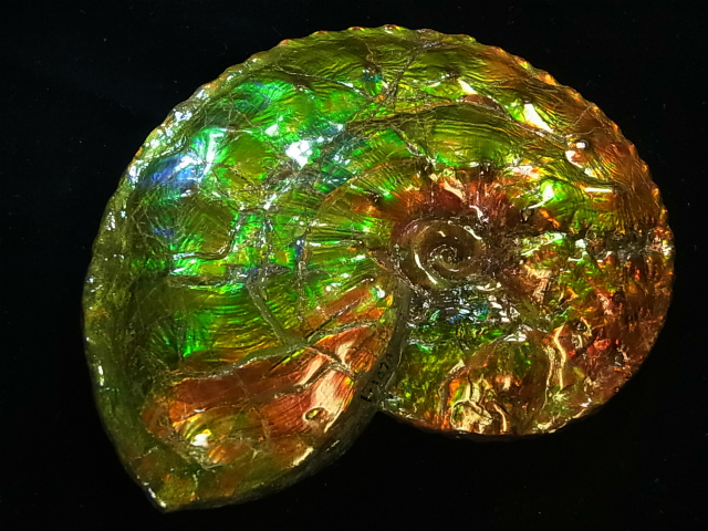 最高級グレード・アンモライト原石の紹介【アンモライト研究所（2015年