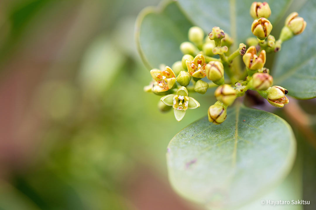 イリアヒ（ビャクダン、サンダルウッド） | アヌヘア：ハワイの花
