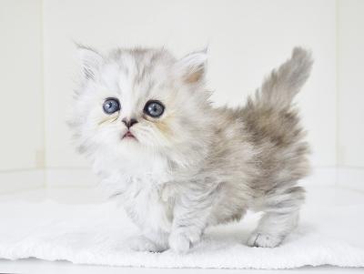 ぽちプラザ 岩槻店のマンチカン・ロングヘアーの詳細【ハローべいびぃ】