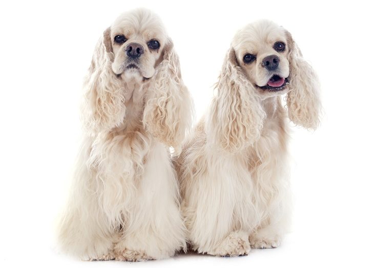 アメリカン・コッカー・スパニエル（アメコカ）の魅力！ 性格や寿命