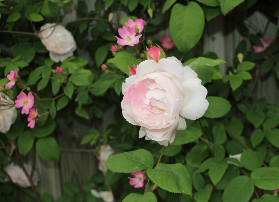 ルドゥーテ バラ-白色に見まちがえる程とても淡いピンク色-イパネマ