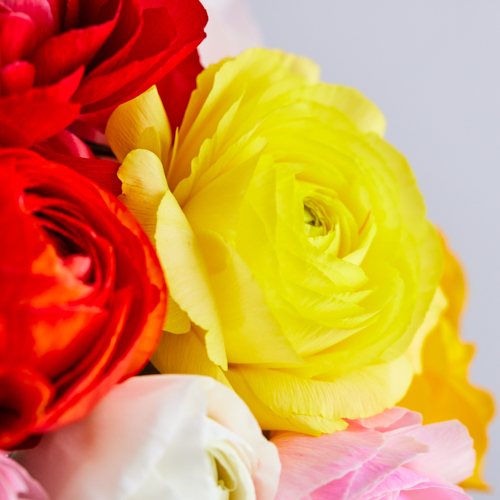 産直】フラワースピリットのラナンキュラス 20本おまかせアソート