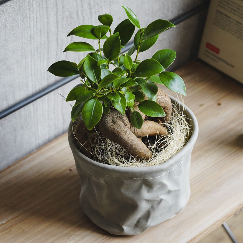どっしりと絡みつく幹が特徴のガジュマル | 青山フラワーマーケット