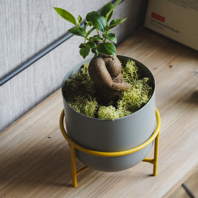 幹のかたちが個性的なガジュマル(Grey) | 青山フラワーマーケット