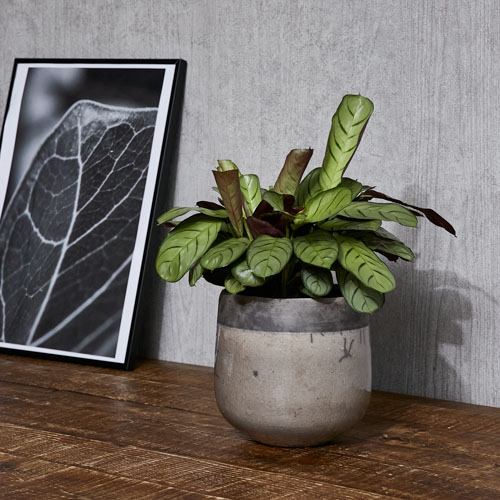 Domani/MINSK(ミンスク)16 Brick 3号鉢用 | 青山フラワーマーケット