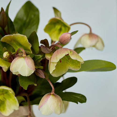 産直】日光園芸のクリスマスローズ「マグニフィセントベル」 5本