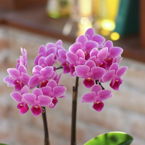 産直】椎名洋ラン園のマイクロ胡蝶蘭 ピンク系2本立ち | 青山フラワー