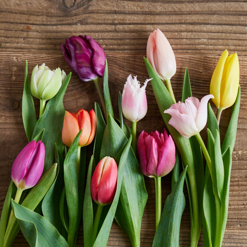 産直】センティアのチューリップ 15本3種ミックス | 青山フラワー