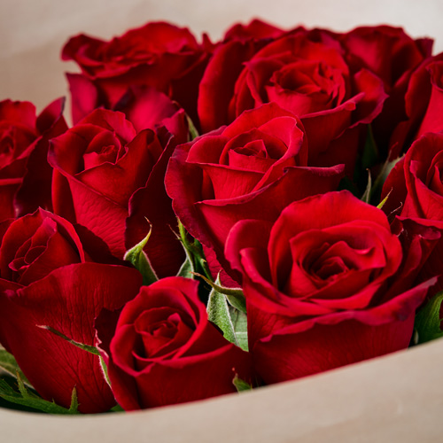 産直】神生バラ園のローズ・レッド12本 | 青山フラワーマーケット