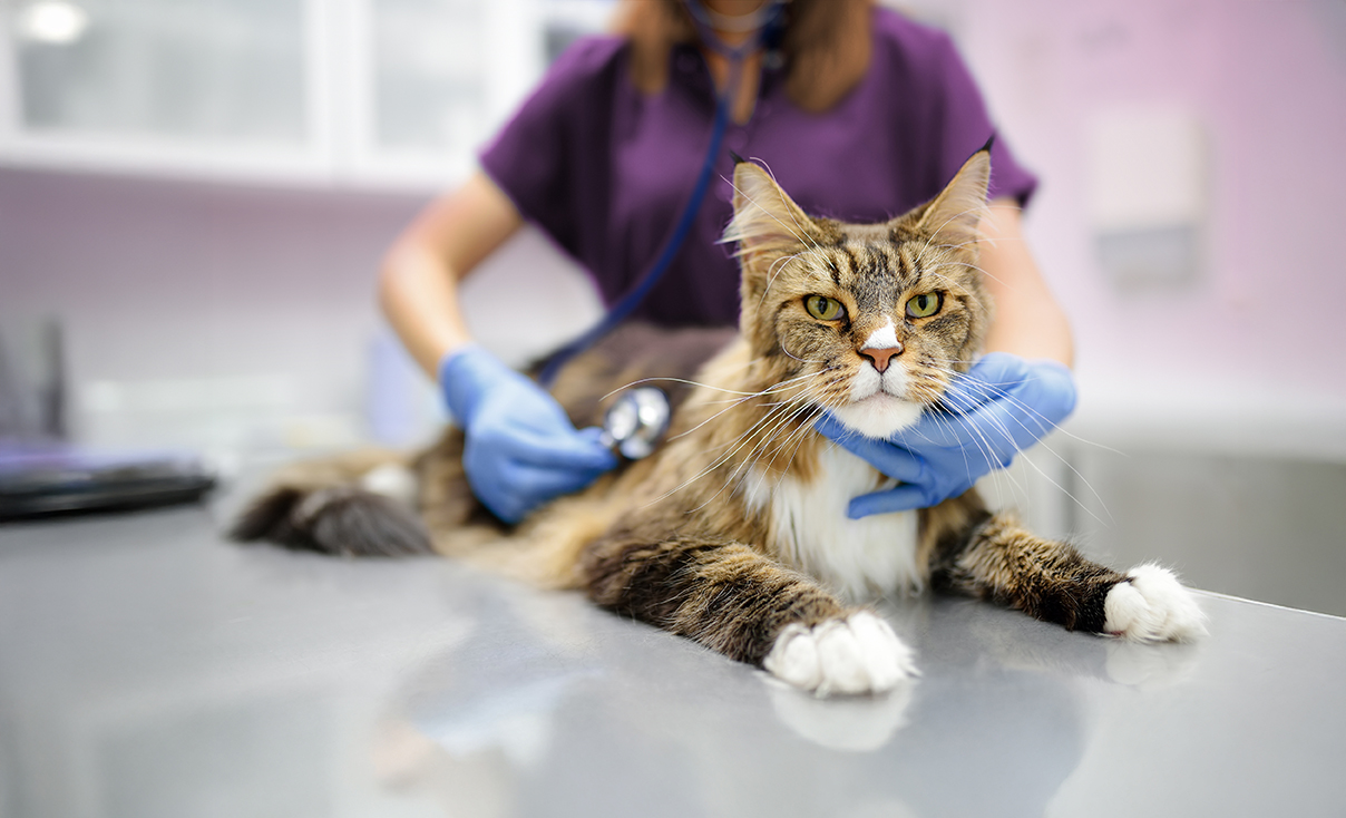Section 2: What's New in Veterinary Oncology - AAHA