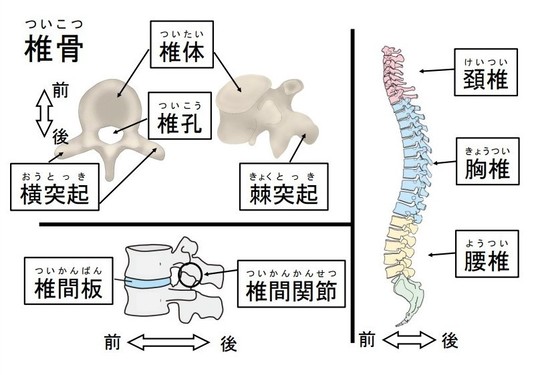 全身の骨格 － 脊柱 - 名古屋市西区の椎間板ヘルニア・腰痛整体 おがわ