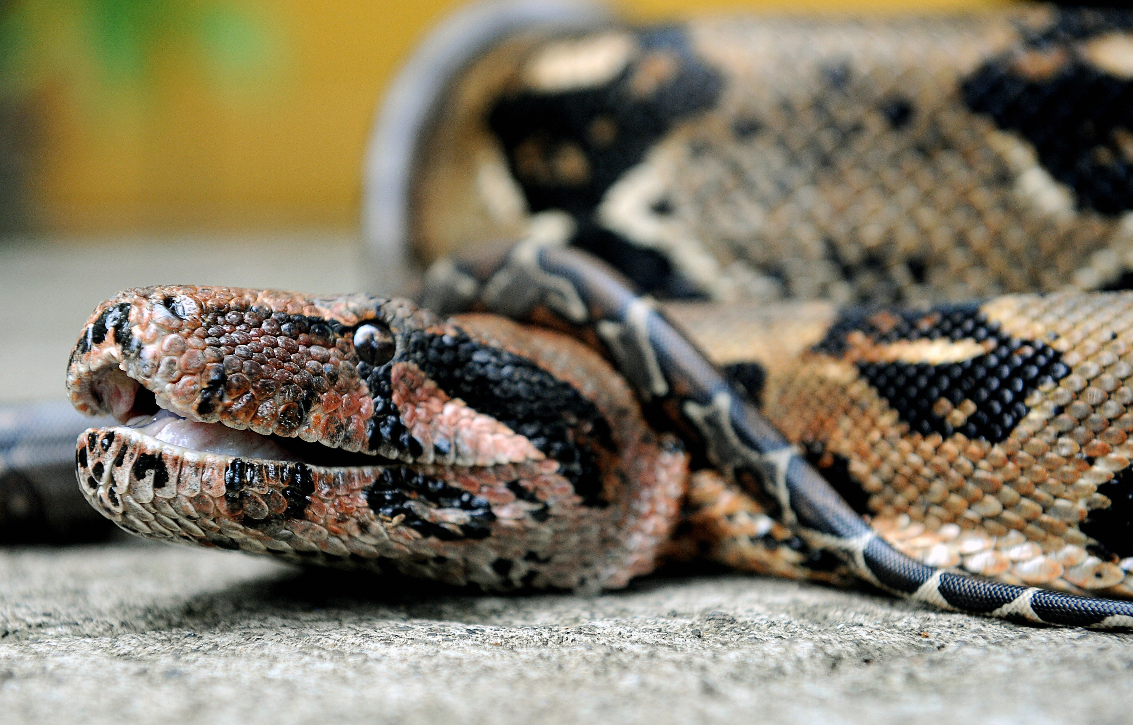 Not a surprising place': Snake expert explains why boa in Tooele