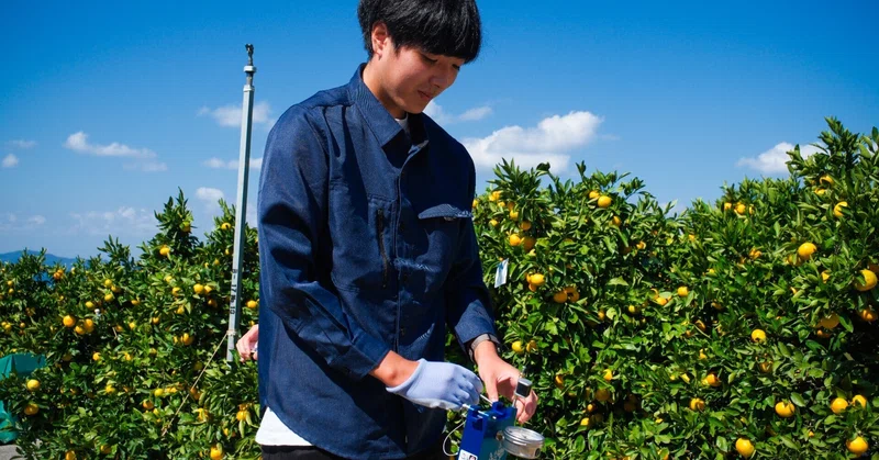 愛媛産】クヌギ炉用胴炭約5kg 皮剥がれ 炉用 輪胴 – 茶炭俱楽部