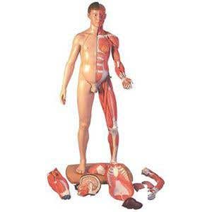 Dual Sex Life-Size Human Anatomy Model - 39 Parts - 68