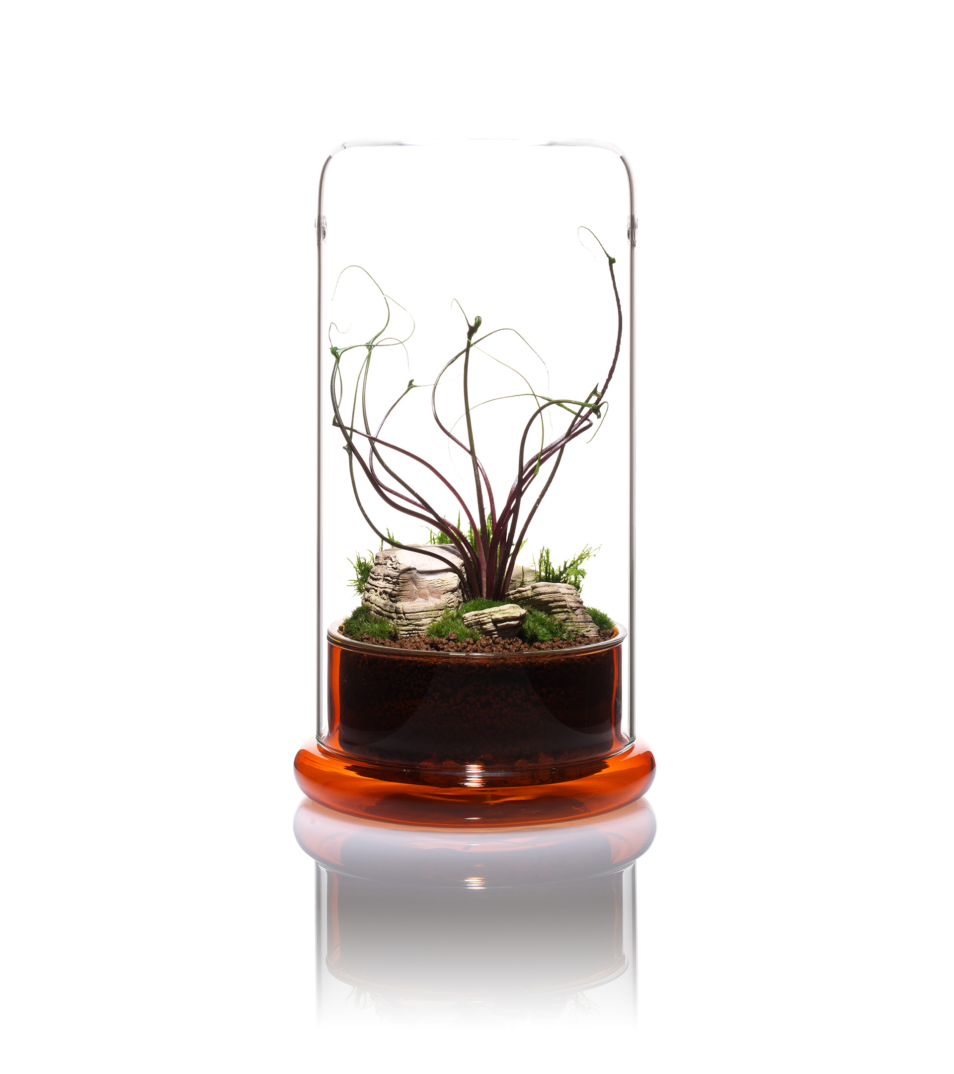 CELL | PRODUCTS | DOOA