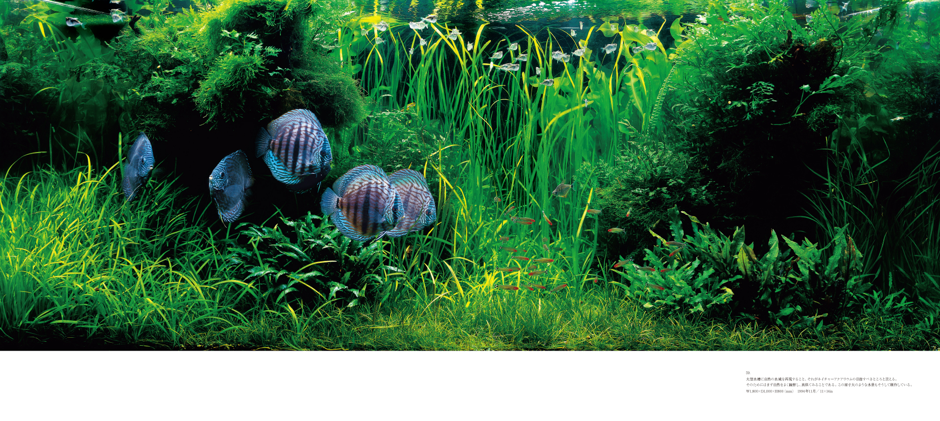 NATURE AQUARIUM WORLD 天野尚 水-自然への回帰 Amazon.co.jp: 水-自然