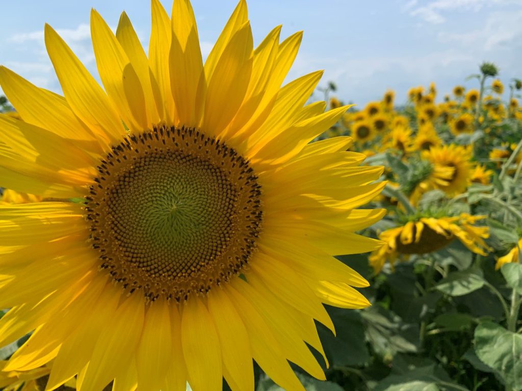 希望のひまわり、満開です！ – 認定NPO法人 ADRA Japan (アドラ・ジャパン)