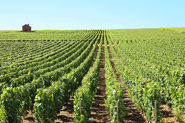 歴史を知ればワインがもっと美味しくなる！？フランスワインの奥深い