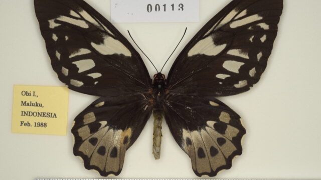 aesacus（オビトリバネアゲハ） | トリバネアゲハデジタル大図鑑（大屋