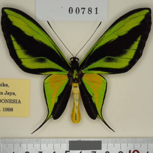 magellanus（コウトウキシタアゲハ） | トリバネアゲハデジタル大図鑑