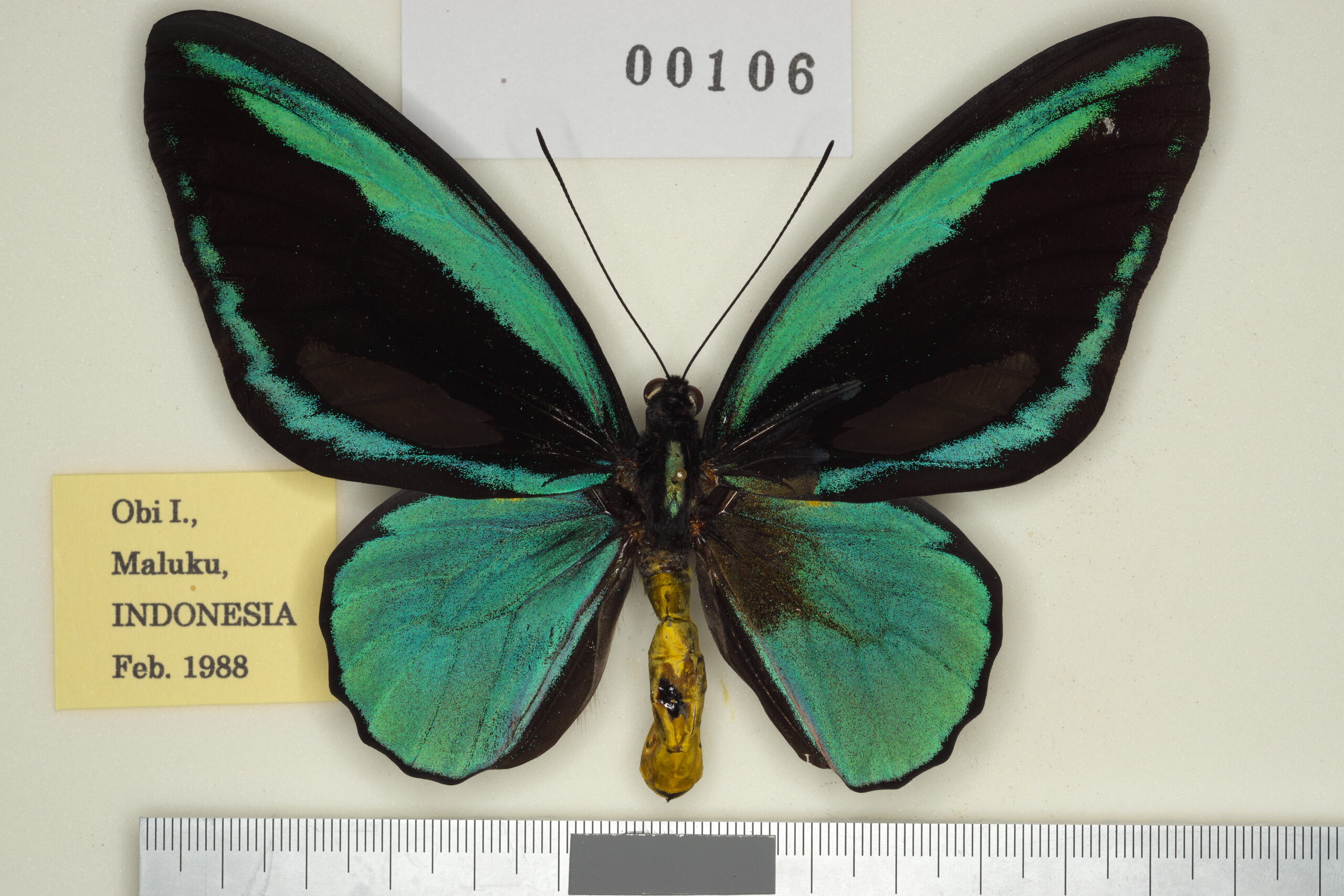 013-00107 | トリバネアゲハデジタル大図鑑（大屋崇コレクション）