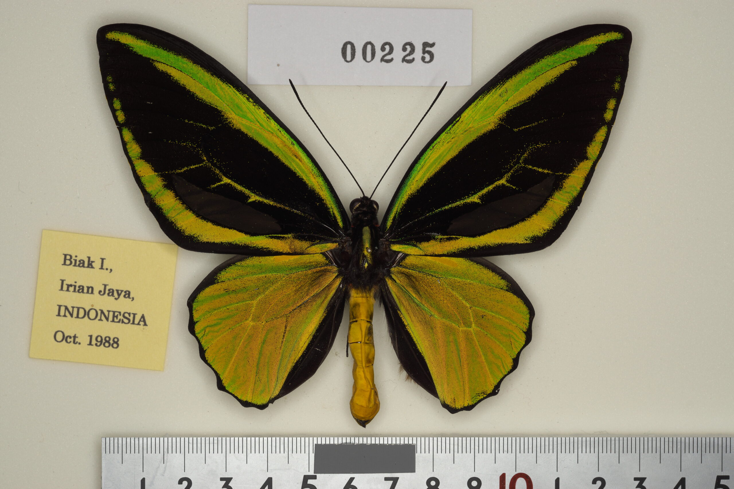 025-00226 | トリバネアゲハデジタル大図鑑（大屋崇コレクション）