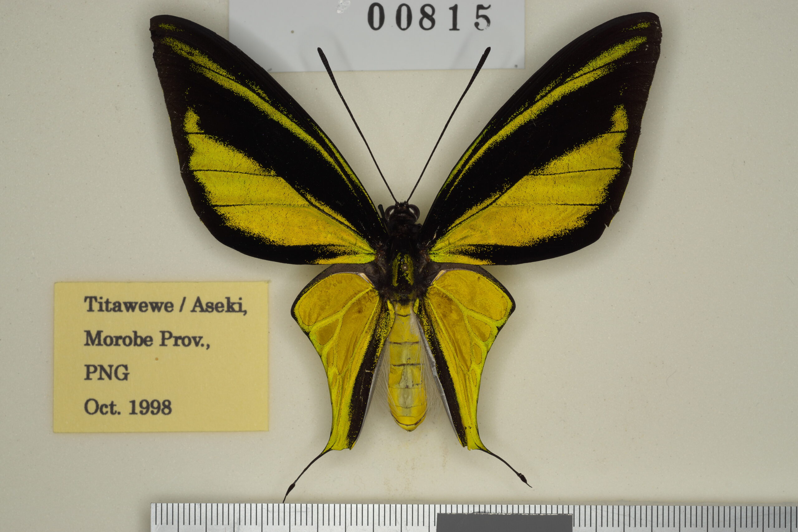 085-00816 | トリバネアゲハデジタル大図鑑（大屋崇コレクション）